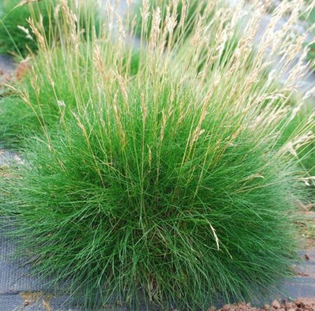 Festuca gautieri geen maat specificatie 0,55L/P9cm - image 3