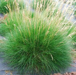 Festuca gautieri geen maat specificatie 0,55L/P9cm - image 3