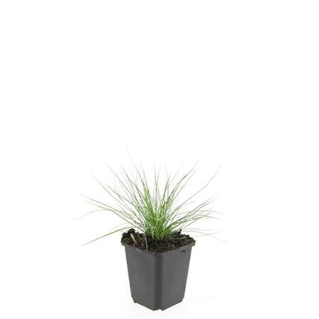 Festuca glauca 'Elijah Blue' geen maat specificatie 0,55L/P9cm - afbeelding 8