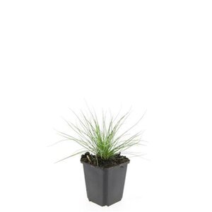 Festuca glauca 'Elijah Blue' geen maat specificatie 0,55L/P9cm - afbeelding 8