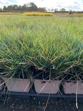Festuca glauca 'Elijah Blue' geen maat specificatie 0,55L/P9cm - afbeelding 4