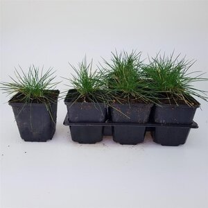 Festuca glauca 'Elijah Blue' geen maat specificatie 0,55L/P9cm - afbeelding 5