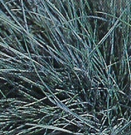 Festuca glauca 'Elijah Blue' geen maat specificatie 0,55L/P9cm - afbeelding 5