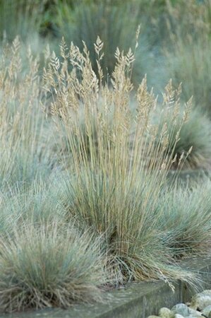 Festuca glauca 'Elijah Blue' geen maat specificatie 0,55L/P9cm - afbeelding 10