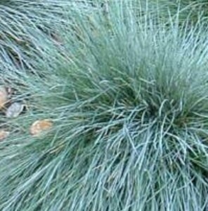 Festuca glauca 'Elijah Blue' geen maat specificatie 0,55L/P9cm - afbeelding 6