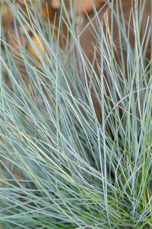 Festuca glauca geen maat specificatie 0,55L/P9cm - afbeelding 3