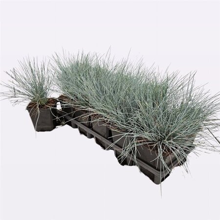 Festuca glauca geen maat specificatie 0,55L/P9cm - afbeelding 2
