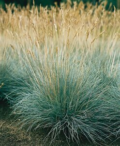 Festuca glauca geen maat specificatie 0,55L/P9cm - afbeelding 4