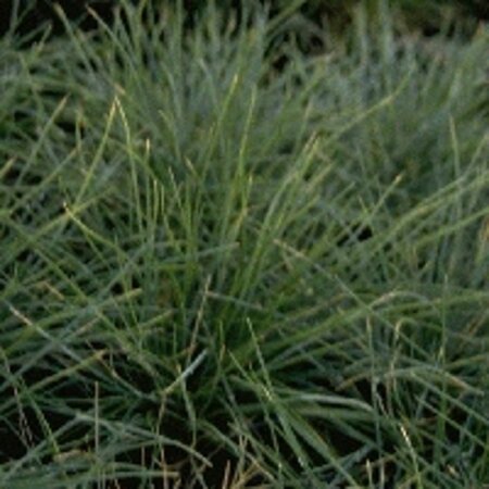 Festuca glauca geen maat specificatie 0,55L/P9cm - afbeelding 5