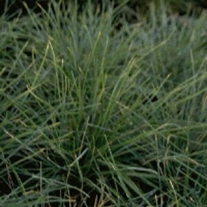 Festuca glauca geen maat specificatie 0,55L/P9cm - afbeelding 5