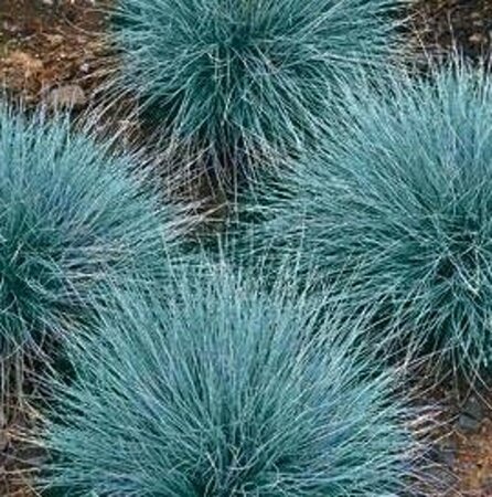Festuca glauca geen maat specificatie 0,55L/P9cm - afbeelding 6