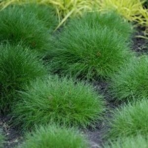 Festuca gautieri 'Pic Carlit' geen maat specificatie 0,55L/P9cm - afbeelding 2