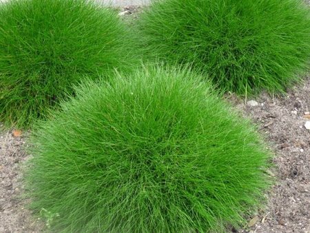Festuca gautieri 'Pic Carlit' geen maat specificatie 0,55L/P9cm - afbeelding 3