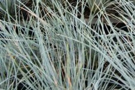 Festuca glauca 'Uchte' geen maat specificatie 0,55L/P9cm