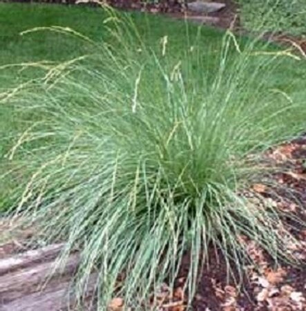 Festuca mairei geen maat specificatie 0,55L/P9cm - afbeelding 4