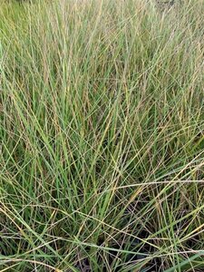 Festuca mairei geen maat specificatie 0,55L/P9cm - afbeelding 3