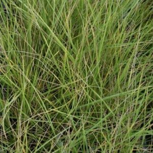Festuca mairei geen maat specificatie 0,55L/P9cm - image 5