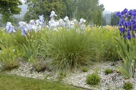 Festuca mairei geen maat specificatie 0,55L/P9cm - image 1