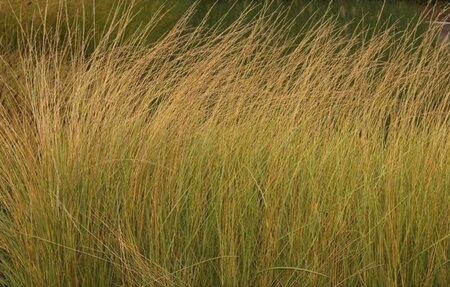 Festuca mairei geen maat specificatie 0,55L/P9cm - image 2