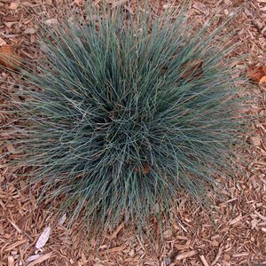 Festuca ovina geen maat specificatie 0,55L/P9cm - afbeelding 2