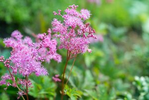 Filipendula 'Kahome' geen maat specificatie 0,55L/P9cm