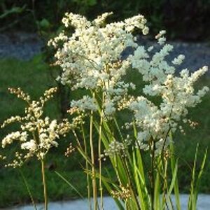 Filipendula vulgaris geen maat specificatie 0,55L/P9cm - afbeelding 2