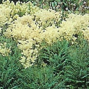 Filipendula vulgaris geen maat specificatie 0,55L/P9cm - afbeelding 3