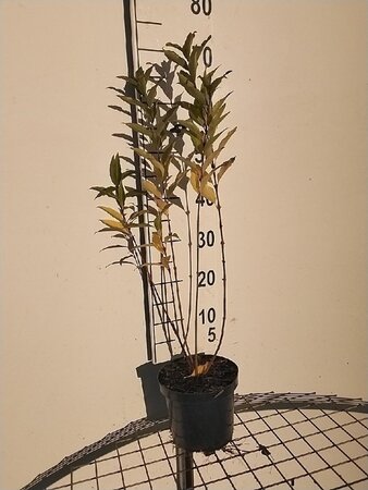 Forsythia int. 'Lynwood' 50-60 cm cont. 3,0L - afbeelding 3