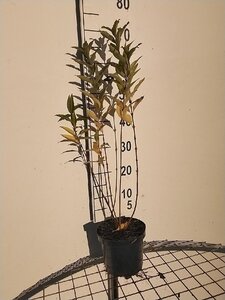 Forsythia int. 'Lynwood' 50-60 cm cont. 3,0L - afbeelding 3