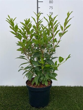 Forsythia int. 'Lynwood' 50-60 cm cont. 3,0L - afbeelding 1