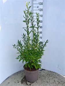 Forsythia int. 'Lynwood' 80-100 cm cont. 10L - afbeelding 8