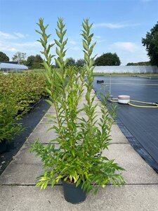 Forsythia int. 'Lynwood' 80-100 cm cont. 10L - afbeelding 7