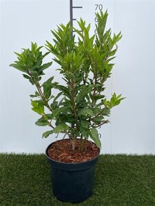 Forsythia int. Minigold 50-60 cm cont. 3,0L - afbeelding 3