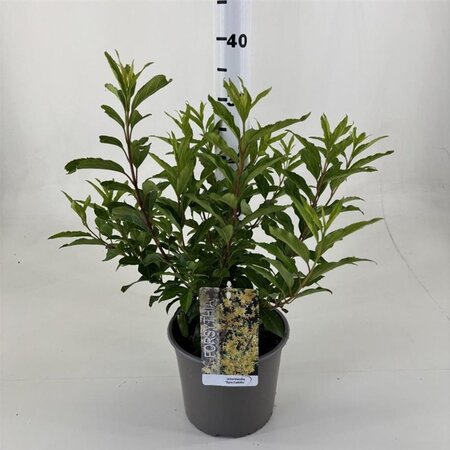Forsythia int. 'Spectabilis' 50-60 cm cont. 3,0L - afbeelding 3