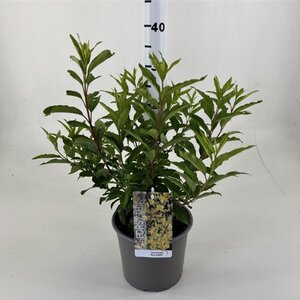 Forsythia int. 'Spectabilis' 50-60 cm cont. 3,0L - afbeelding 3