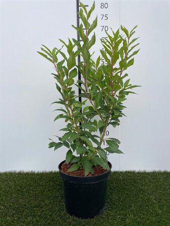 Forsythia int. 'Spectabilis' 50-60 cm cont. 3,0L - afbeelding 1