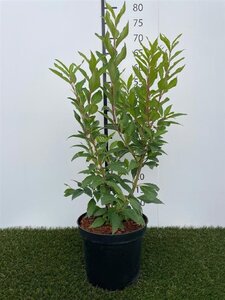 Forsythia int. 'Spectabilis' 50-60 cm cont. 3,0L