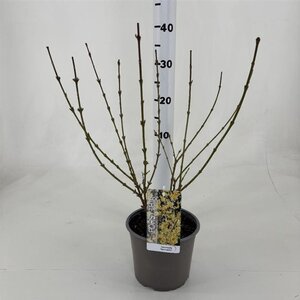 Forsythia int. 'Spectabilis' 50-60 cm cont. 3,0L - afbeelding 3