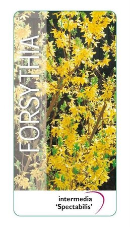 Forsythia int. 'Spectabilis' 50-60 cm cont. 3,0L - afbeelding 4