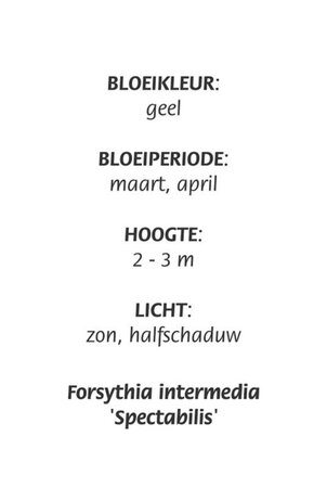Forsythia int. 'Spectabilis' geen maat specificatie cont. 3,0L - afbeelding 2