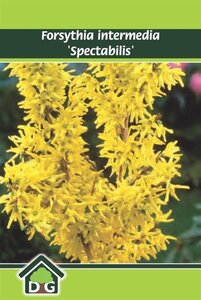 Forsythia int. 'Spectabilis' geen maat specificatie cont. 3,0L