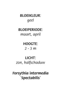 Forsythia int. 'Spectabilis' geen maat specificatie cont. 3,0L - image 2