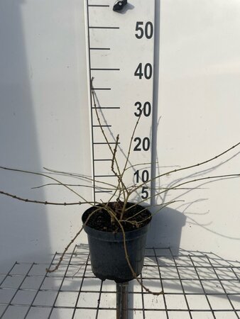 Forsythia Marée d'Or 30-40 cm cont. 3,0L - afbeelding 2