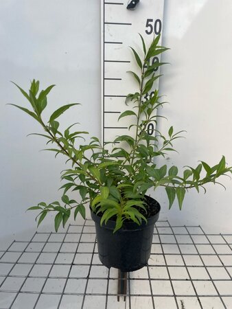 Forsythia Marée d'Or 30-40 cm cont. 3,0L - afbeelding 3