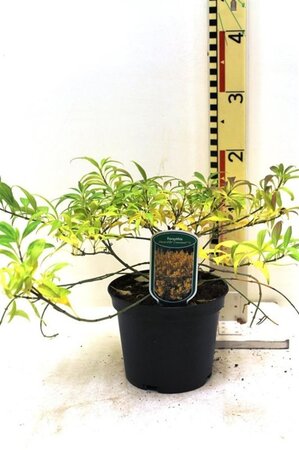 Forsythia Marée d'Or 30-40 cm cont. 3,0L - afbeelding 1