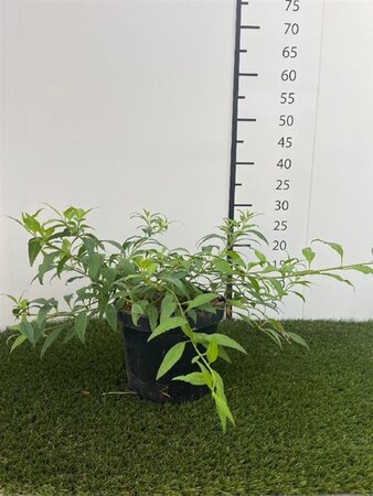 Forsythia Marée d'Or 30-40 cm cont. 3,0L - afbeelding 2