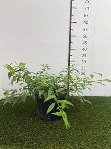 Forsythia Marée d'Or 30-40 cm cont. 3,0L - afbeelding 2