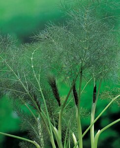 Foeniculum vulgare 'Purpureum' geen maat specificatie 0,55L/P9cm - afbeelding 2
