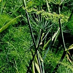 Foeniculum vulgare geen maat specificatie 0,55L/P9cm - afbeelding 5