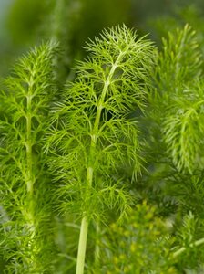Foeniculum vulgare geen maat specificatie 0,55L/P9cm - afbeelding 6